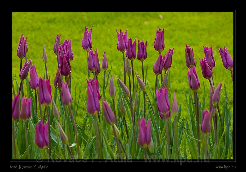 Keukenhof Hollandia 050.jpg